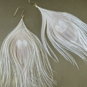 Platinum Blonde Peacock feather earrings