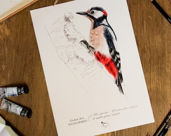 Impresión de arte Gran pájaro carpintero manchado/impresión Gran pájaro carpintero manchado/estampado de pájaro/dibujo de pájaros/cartel gran pájaro carpintero manchado/estampado de pájaro/estampado de pájaro original