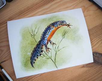 May include: Watercolor painting of a newt with orange and black markings on a green background.