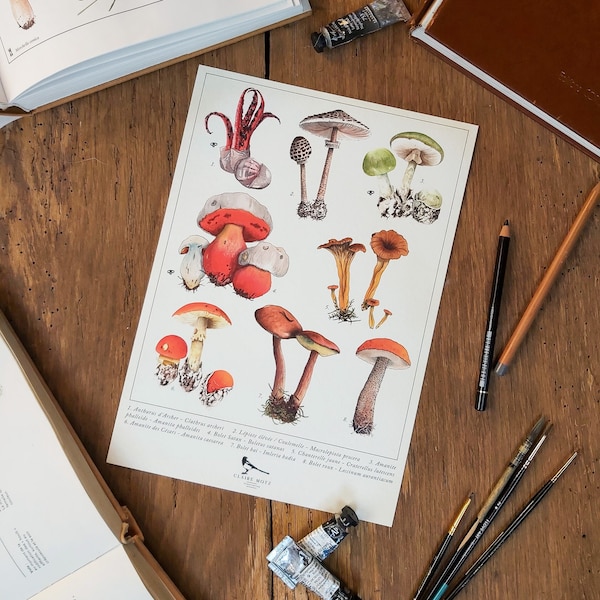 affiche champignons/print champignons/tirage d'art champignons