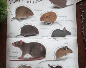 cartel de animales/cartel vintage/cartel de mamíferos/cartel de naturaleza animal/cartel de mamíferos pequeños/cartel de niños/cartel de naturaleza animal