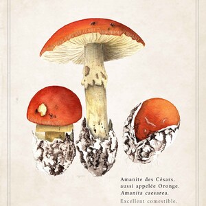 Cartel vintage / vintage cartel de setas / impresión de la naturaleza seta / viejo cartel de la naturaleza / ilustración amanita de los Césares imagen 5
