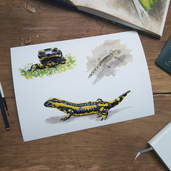 aquarelle salamandre/tirage d'art salamandre tachetée/portrait salamandre/illustration scientifique amphibiens