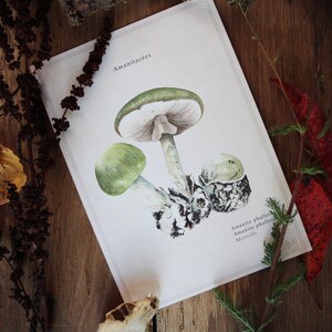 Cartel vintage / vintage cartel de setas / impresión de la naturaleza seta / viejo cartel de la naturaleza / ilustración amanita de los Césares imagen 2