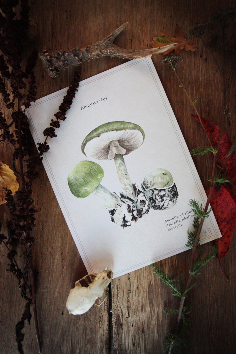 Cartel vintage / vintage cartel de setas / impresión de la naturaleza seta / viejo cartel de la naturaleza / ilustración amanita de los Césares imagen 2