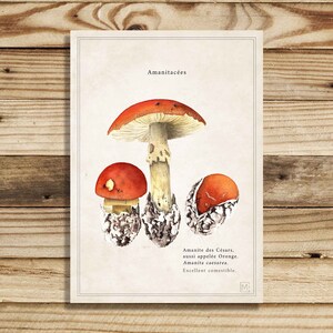 Cartel vintage / vintage cartel de setas / impresión de la naturaleza seta / viejo cartel de la naturaleza / ilustración amanita de los Césares imagen 3