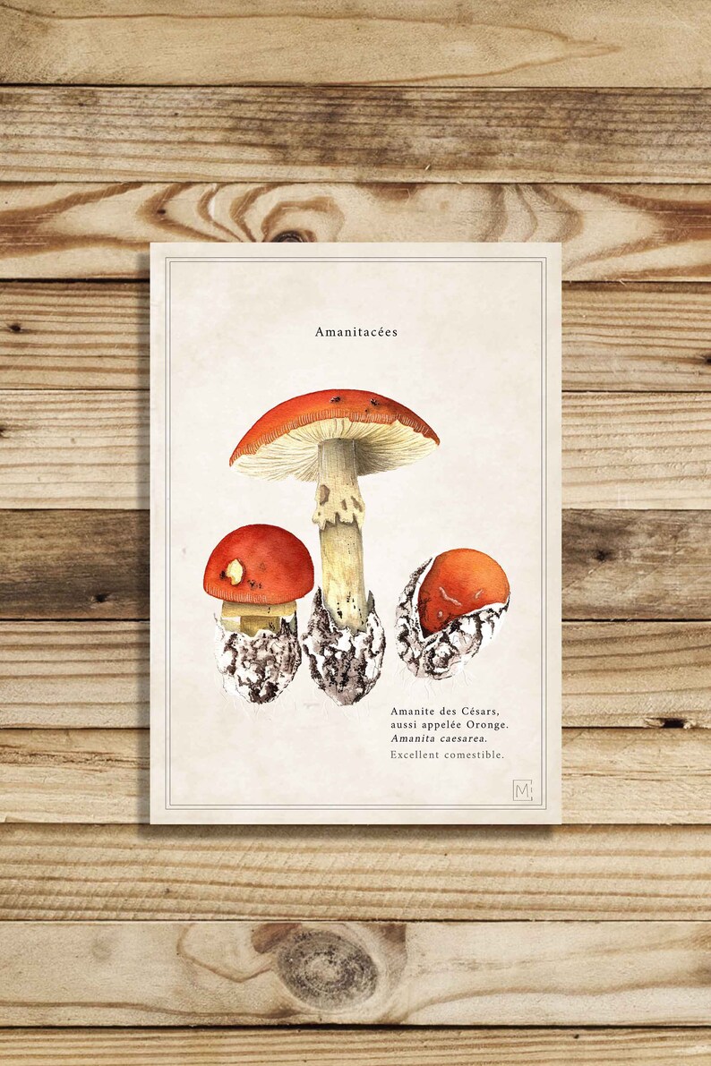Cartel vintage / vintage cartel de setas / impresión de la naturaleza seta / viejo cartel de la naturaleza / ilustración amanita de los Césares imagen 3