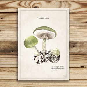 Cartel vintage / vintage cartel de setas / impresión de la naturaleza seta / viejo cartel de la naturaleza / ilustración amanita de los Césares imagen 4