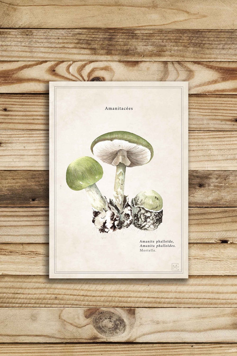 Cartel vintage / vintage cartel de setas / impresión de la naturaleza seta / viejo cartel de la naturaleza / ilustración amanita de los Césares imagen 4