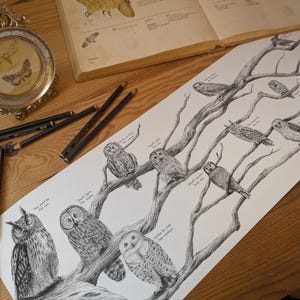 Art print of European owls and barn owls/ owl illustration/ naturalist drawing of owls and barn owls/ nocturnal birds of prey