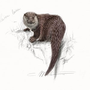 European Otter art print / Otter print / Original Otter painting / Otter naturalist illustration