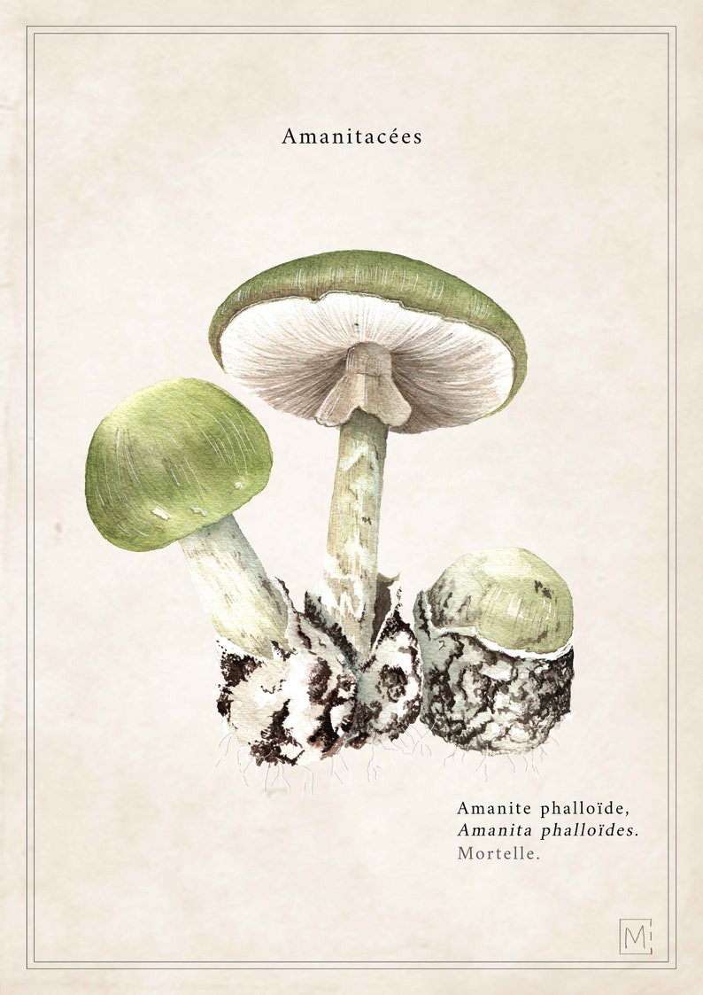 Cartel vintage / vintage cartel de setas / impresión de la naturaleza seta / viejo cartel de la naturaleza / ilustración amanita de los Césares imagen 6