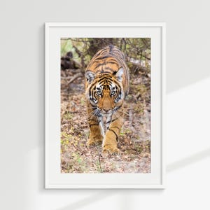 May include: A framed photograph of a tiger walking towards the viewer. The tiger has orange and black stripes, with a focused gaze. The background features foliage and dry leaves, creating a natural setting. The image is in a white frame.