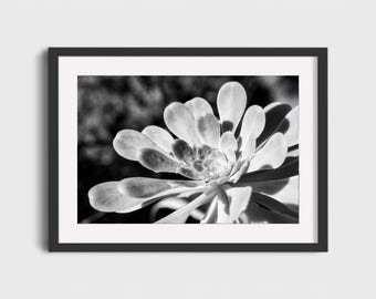 Black and White Botanical Flower Photograph