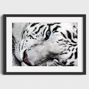 Captivating White Tiger Eye Wall Art | Wildlife Photography Print on Canvas, Metal, or Acrylic