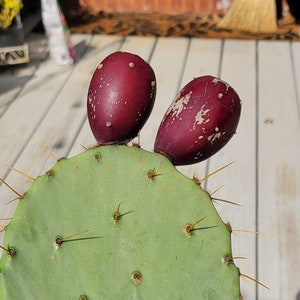 25 Prickly Pear Cactus Seeds Eastern Perrenial Opuntia  FREE SHIPPING