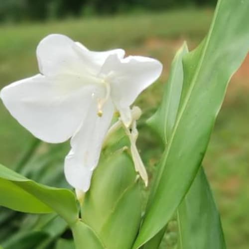 White Butterfly Ginger Lily Plant Rhizome Root 1 Fresh Dug Etsy