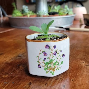 May include: A small green plant with purple flowers growing in a white ceramic pot with a floral design. The pot has a brown rim and is sitting on a wooden surface.