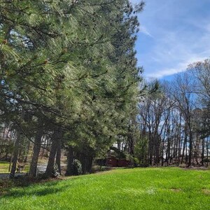 Pine tree 6-12 in volunteer North Georgia