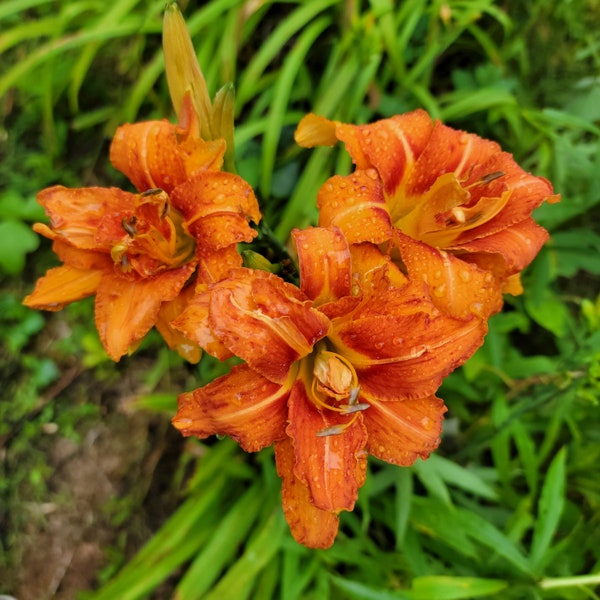 Lirio de día naranja Flor de lirio doble floración Flores vivas Planta Perenne Lirio de día Kwanso 2 plantas de raíz desnuda