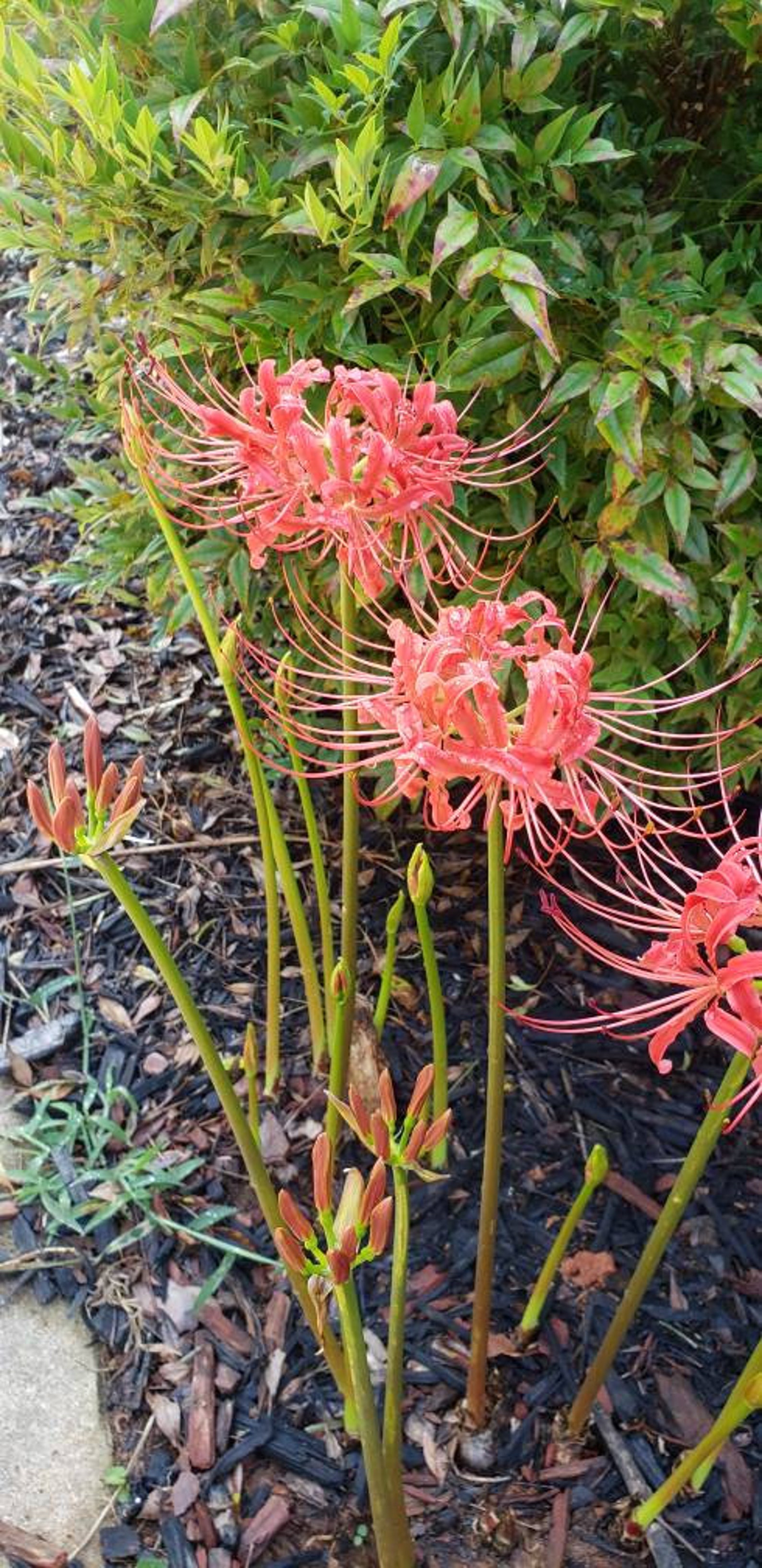 Red Spider Lily Bulbs 3 Small / 1 Large Fall Bloom Etsy