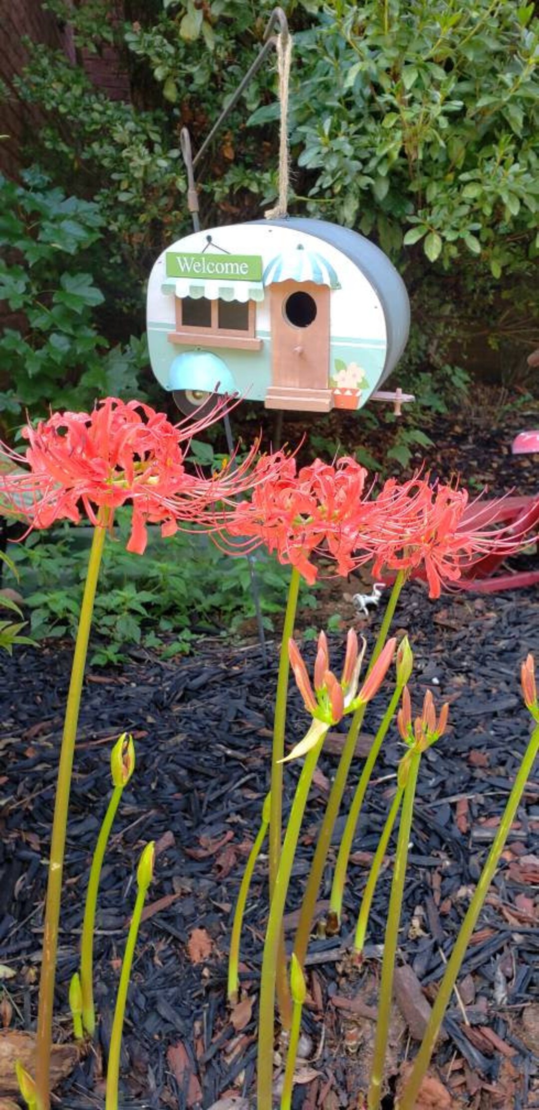 Red Spider Lily Bulbs 3 Bulbs Fall Bloom - Etsy