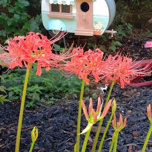 Red Spider Lily bulbs 3 bulbs fall bloom