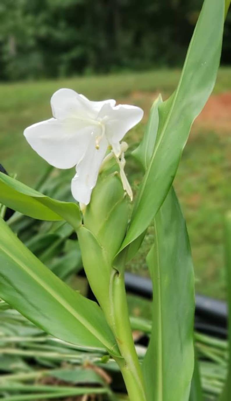 White Butterfly Ginger Lily plant Rhizome root 1 fresh dug Etsy