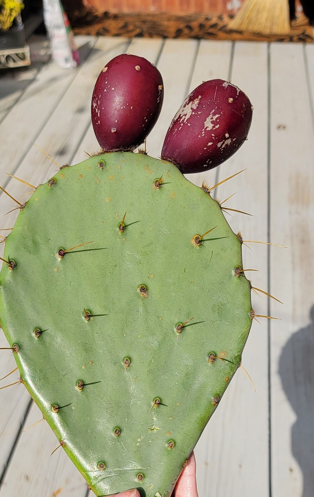 25 Prickly Pear Cactus Seeds Eastern Perrenial Opuntia FREE Etsy
