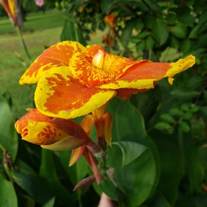 Canna Lily Yellow King Humbert Rhizomes x 2