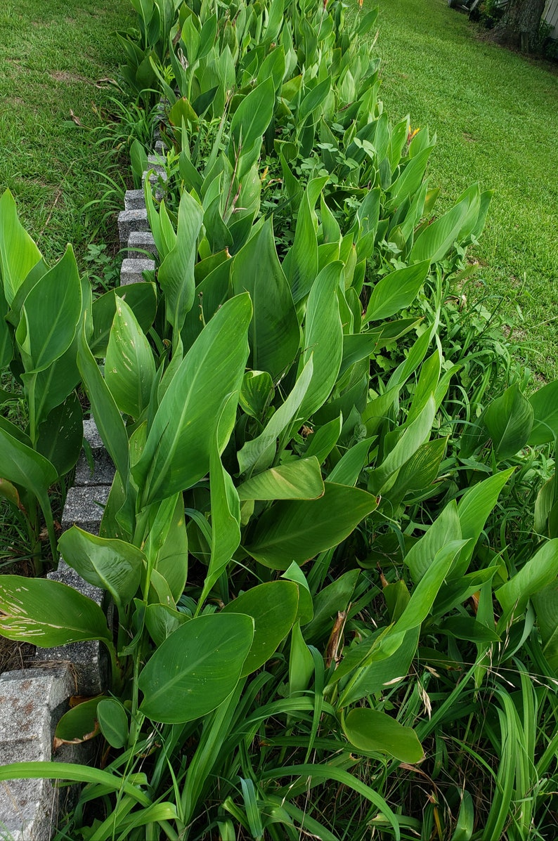 Canna Lily Yellow King Humbert Rhizomes x 2 | Etsy