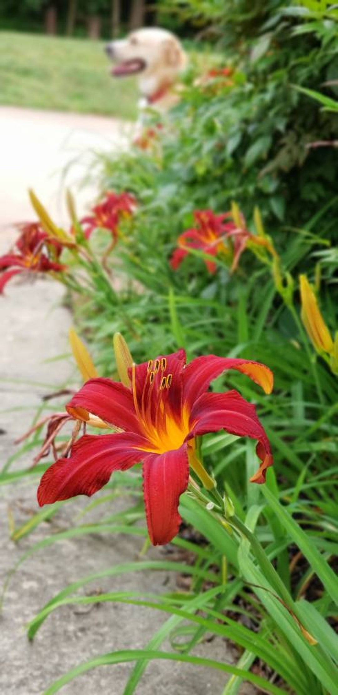 Daylily ’ Crimson Pirate ’ Red 2 Bareroot Plants Spider Form Bloom - Etsy