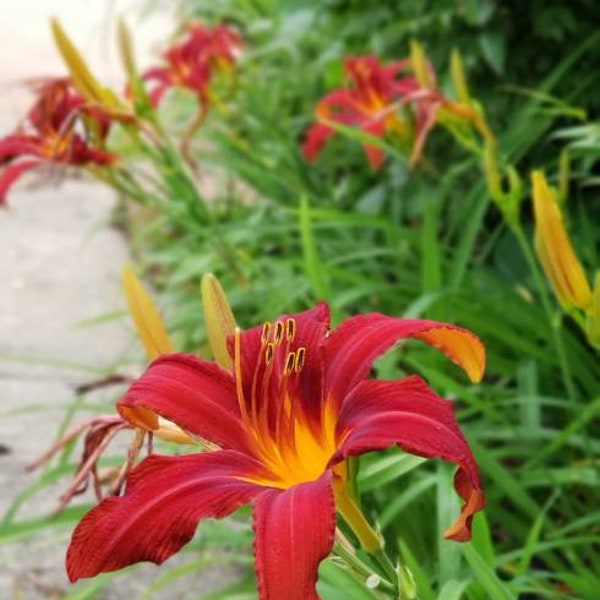 Daylily ' Crimson Pirate ' ( red ) 2 bareroot plants spider form bloom