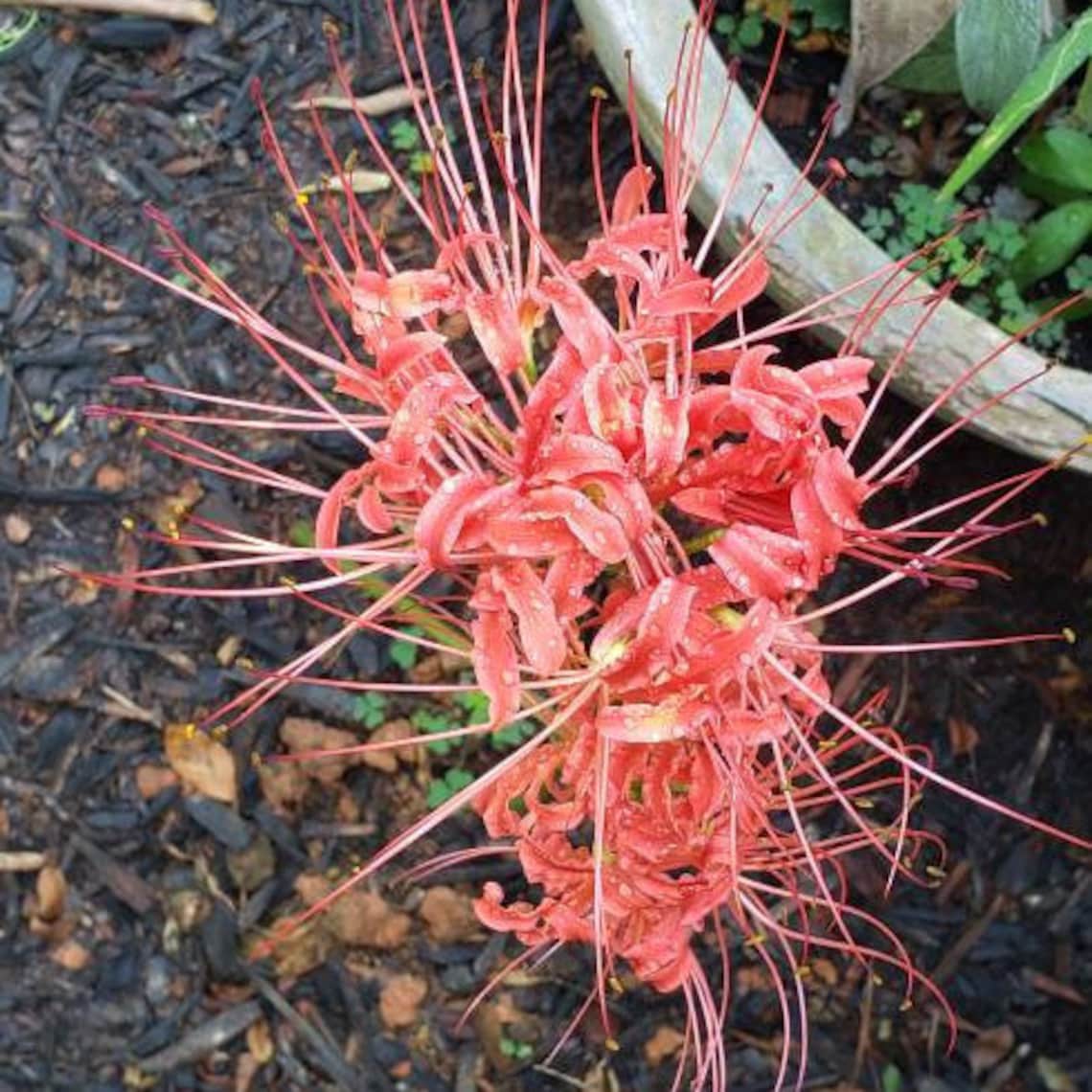 Red Spider Lily Bulbs 3 Small / 1 Large Fall Bloom Etsy