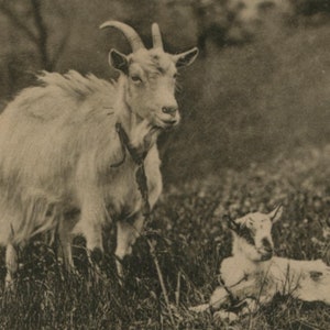 Carte postale ancienne de chèvre de 1903, chèvre et chevreau, série Raphael Tuck Animal Life, dos indivis, 139 x 89 mm