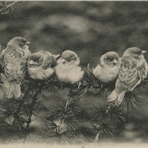 Carte postale ancienne de moineaux, sept oisillons perchés sur une branche, cachet de la poste 1905, 139 x 89 mm