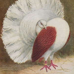 Carte pigeon antique de 1912, queue de cheval rouge selle, carte à dos uni « The Feathered World », artiste oiseau A J Simpson, 89 x 146 mm