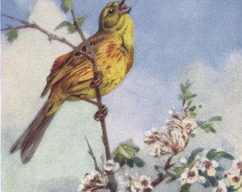 Vintage bird postcard: yellowhammer, artist Winifred Austen, publisher Valentine's, Bird Series, c 1950s, 89 x 140 mm