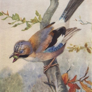 carte postale vintage de geai, Winifred Austen, carte de la série oiseaux de la Saint-Valentin inutilisée, années 50