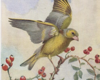 Vintage bird postcard: greenfinch, artist Winifred Austen, publisher Valentine's, Bird Series, 1950s, 89 x 140 mm