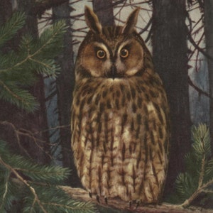 carte postale vintage, hibou des marais dans les bois, carte d'oiseau signée par l'artiste H J Slijper, inutilisée, RSPB, années 50-60, 90 x 140 mm
