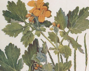 Vintage postcard: Greater Celandine, artist Rev Charles A Hall, publisher A & C Black, British Wild Flowers series 84, c 1930s, 89 x 140 mm