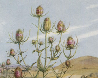 Vintage postcard: teasel, artist Margaret Tarrant, publisher Medici, Wild Flower series, c 1930s-40s, 105 x 149 mm