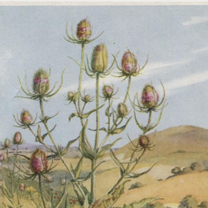 carte postale vintage cardère, Margaret Tarrant, paysage d'été, ciel bleu, série Médicis fleurs sauvages, années 1930-40, 105 x 149 mm
