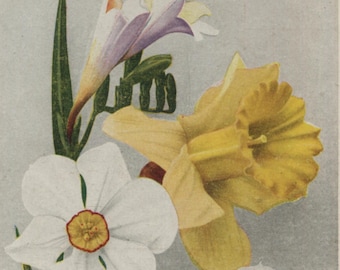Antique flower postcard: daffodil, narcissus and freesia, publisher M&S, 1900s-1910s, 89 x 137 mm