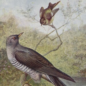 carte postale vintage oiseau, coucou et troglodyte des bois, George Rankin, carte oiseau signée par l'artiste, inutilisée, série saumon, années 1950, 90 x 140 mm