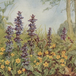 carte postale vintage de fleurs, clairon, mouron, Margaret Tarrant, violet-bleu et jaune, série Medici Wild Flower, vers 1940, 151 x 105 mm