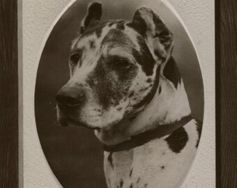 Antique dog postcard: Great Dane, real photograph, publisher Rotary, Opalette, c 1900s, 86 x 136 mm