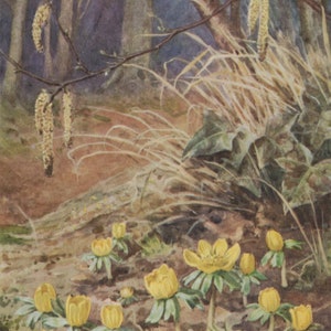 carte postale vintage d'aconit d'hiver, Margaret Tarrant, fleur jaune du début du printemps, chatons noisette, série Medici Wild Flower, années 1940, 105 x 149 mm