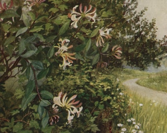 Vintage postcard: honeysuckle, artist Marius Forestier, publisher Medici, Wild Flower Series, c 1930s, 107 x 151 mm